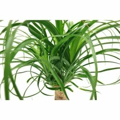 Vigoro 6 in. Ponytail Palm Indoor Plant in Small White Ribbed Plastic Decor Planter (2-Pack) 10 Vigoro 6 in. Ponytail Palm Indoor Plant in Small White Ribbed Plastic Decor Planter (2-Pack) -VIGORO Store vigoro indoor plants co pony 3 vi wh 77 1000