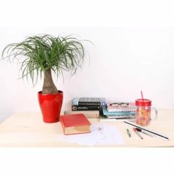 Vigoro 6 in. Ponytail Palm Indoor Plant in Small White Ribbed Plastic Decor Planter (2-Pack) 11 Vigoro 6 in. Ponytail Palm Indoor Plant in Small White Ribbed Plastic Decor Planter (2-Pack) -VIGORO Store vigoro indoor plants co pony 3 vi wh c3 1000