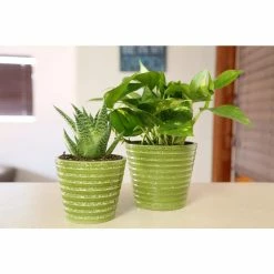 Vigoro 6 in. Golden Pothos Indoor Plant in Small White Ribbed Plastic Decor Planter (2-Pack) -VIGORO Store vigoro indoor plants co poth 3 vi wh 44 1000