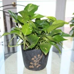 Vigoro 6 in. Golden Pothos Indoor Plant in Small White Ribbed Plastic Decor Planter (2-Pack) -VIGORO Store vigoro indoor plants co poth 3 vi wh 4f 1000