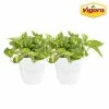 Vigoro 6 in. Golden Pothos Indoor Plant in Small White Ribbed Plastic Decor Planter (2-Pack) 1 Vigoro 6 in. Golden Pothos Indoor Plant in Small White Ribbed Plastic Decor Planter (2-Pack) -VIGORO Store vigoro indoor plants co poth 3 vi wh 64 1000