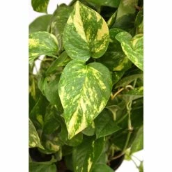 Vigoro 6 in. Golden Pothos Indoor Plant in Small White Ribbed Plastic Decor Planter (2-Pack) -VIGORO Store vigoro indoor plants co poth 3 vi wh 77 1000