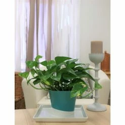 Vigoro 6 in. Golden Pothos Indoor Plant in Small White Ribbed Plastic Decor Planter (2-Pack) -VIGORO Store vigoro indoor plants co poth 3 vi wh fa 1000