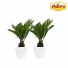 Vigoro 6 in. Sago Indoor Plant in Small White Ribbed Plastic Decor Planter (2-Pack) -VIGORO Store vigoro indoor plants co sago 3 vi wh 64 1000