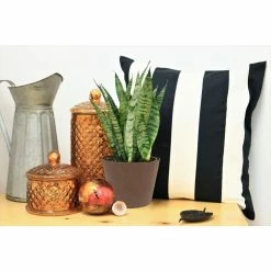 Vigoro 6 in. Grower's Choice Snake Plant (Sansevieria) in Small White Ribbed Plastic Decor Planter (2-Pack) -VIGORO Store vigoro indoor plants co sl07 3 vi wh 4f 1000