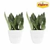 Vigoro 6 in. Grower's Choice Snake Plant (Sansevieria) in Small White Ribbed Plastic Decor Planter (2-Pack) 1 Vigoro 6 in. Grower's Choice Snake Plant (Sansevieria) in Small White Ribbed Plastic Decor Planter (2-Pack) -VIGORO Store vigoro indoor plants co sl07 3 vi wh 64 1000