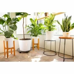 Vigoro 6 in. Grower's Choice Snake Plant (Sansevieria) in Small White Ribbed Plastic Decor Planter (2-Pack) -VIGORO Store vigoro indoor plants co sl07 3 vi wh 76 1000