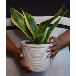 Vigoro 6 in. Grower's Choice Snake Plant (Sansevieria) in Small White Ribbed Plastic Decor Planter (2-Pack) -VIGORO Store vigoro indoor plants co sl07 3 vi wh a0 1000