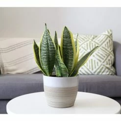 Vigoro 6 in. Grower's Choice Snake Plant (Sansevieria) in Small White Ribbed Plastic Decor Planter (2-Pack) -VIGORO Store vigoro indoor plants co sl07 3 vi wh c3 1000