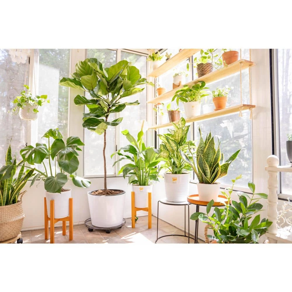 Vigoro 6 in. Peace Lily Indoor Plant in Small White Ribbed Plastic Decor Planter (2-Pack) 9 Vigoro 6 in. Peace Lily Indoor Plant in Small White Ribbed Plastic Decor Planter (2-Pack) - Image 7