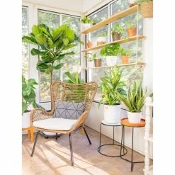 Vigoro 6 in. Peace Lily Indoor Plant in Small White Ribbed Plastic Decor Planter (2-Pack) 18 Vigoro 6 in. Peace Lily Indoor Plant in Small White Ribbed Plastic Decor Planter (2-Pack) -VIGORO Store vigoro indoor plants co sy06 3 vi wh 44 1000