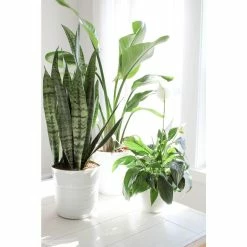 Vigoro 6 in. Peace Lily Indoor Plant in Small White Ribbed Plastic Decor Planter (2-Pack) 16 Vigoro 6 in. Peace Lily Indoor Plant in Small White Ribbed Plastic Decor Planter (2-Pack) -VIGORO Store vigoro indoor plants co sy06 3 vi wh 4f 1000