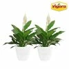 Vigoro 6 in. Peace Lily Indoor Plant in Small White Ribbed Plastic Decor Planter (2-Pack) 1 Vigoro 6 in. Peace Lily Indoor Plant in Small White Ribbed Plastic Decor Planter (2-Pack) -VIGORO Store vigoro indoor plants co sy06 3 vi wh 64 1000