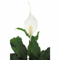 Vigoro 6 in. Peace Lily Indoor Plant in Small White Ribbed Plastic Decor Planter (2-Pack) 14 Vigoro 6 in. Peace Lily Indoor Plant in Small White Ribbed Plastic Decor Planter (2-Pack) -VIGORO Store vigoro indoor plants co sy06 3 vi wh 77 1000