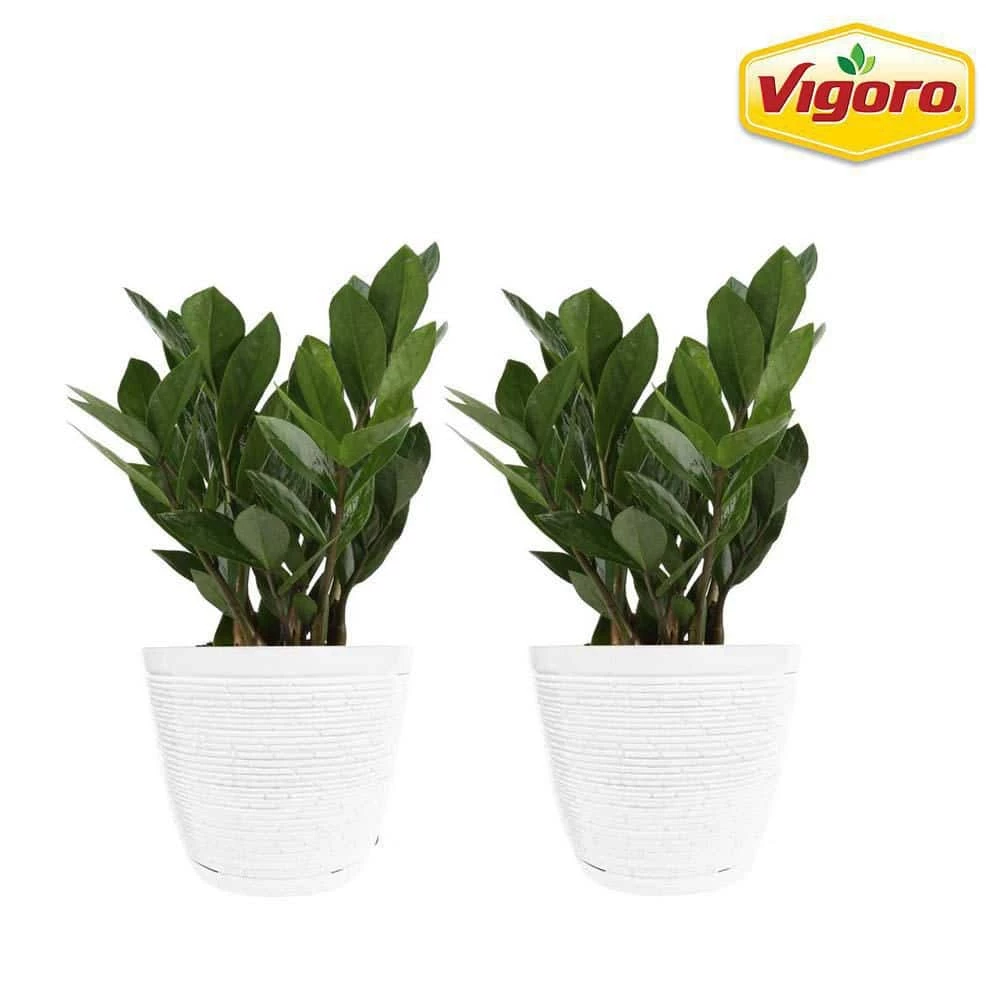 Vigoro 6 in. ZZ Indoor Plant in Small White Ribbed Plastic Decor Planter (2-Pack) 3 Vigoro 6 in. ZZ Indoor Plant in Small White Ribbed Plastic Decor Planter (2-Pack)