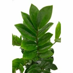 Vigoro 6 in. ZZ Indoor Plant in Small White Ribbed Plastic Decor Planter (2-Pack) 12 Vigoro 6 in. ZZ Indoor Plant in Small White Ribbed Plastic Decor Planter (2-Pack) -VIGORO Store vigoro indoor plants co zz vi wh 77 1000