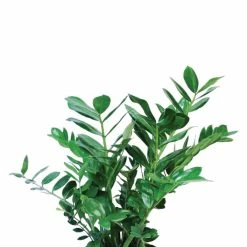Vigoro 6 in. ZZ Indoor Plant in Small White Ribbed Plastic Decor Planter (2-Pack) 13 Vigoro 6 in. ZZ Indoor Plant in Small White Ribbed Plastic Decor Planter (2-Pack) -VIGORO Store vigoro indoor plants co zz vi wh c3 1000