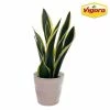 Vigoro 6 in. Sansevieria Snake Plant in Black Decor Pot 2 Vigoro 6 in. Sansevieria Snake Plant in Black Decor Pot -VIGORO Store vigoro indoor plants sans6vigoro 64 1000