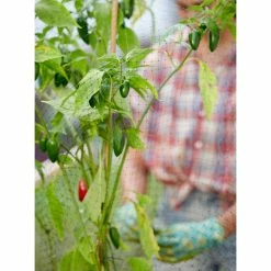 Vigoro 14 ft. x 14 ft. Polypropylene Bird Block Netting and Barrier -VIGORO Store vigoro landscape fabric nmvbb1414 1f 1000