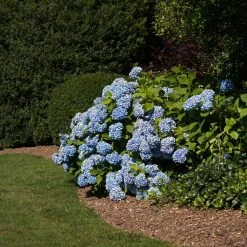 Vigoro 4 ft. x 100 ft. Matrix Grid Heavy-Duty Landscape Fabric (4-Pack) -VIGORO Store vigoro landscape fabric vpnm410085 4pk 77 1000