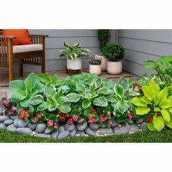 Vigoro 2.5 Qt. Green Variegated Minuteman Hosta Perennial Plant (3-Pack) 9 Vigoro 2.5 Qt. Green Variegated Minuteman Hosta Perennial Plant (3-Pack) -VIGORO Store vigoro perennials 4019 1f 1000