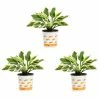 Vigoro 2.5 Qt. Green Variegated Minuteman Hosta Perennial Plant (3-Pack) 1 Vigoro 2.5 Qt. Green Variegated Minuteman Hosta Perennial Plant (3-Pack) -VIGORO Store vigoro perennials 4019 64 1000