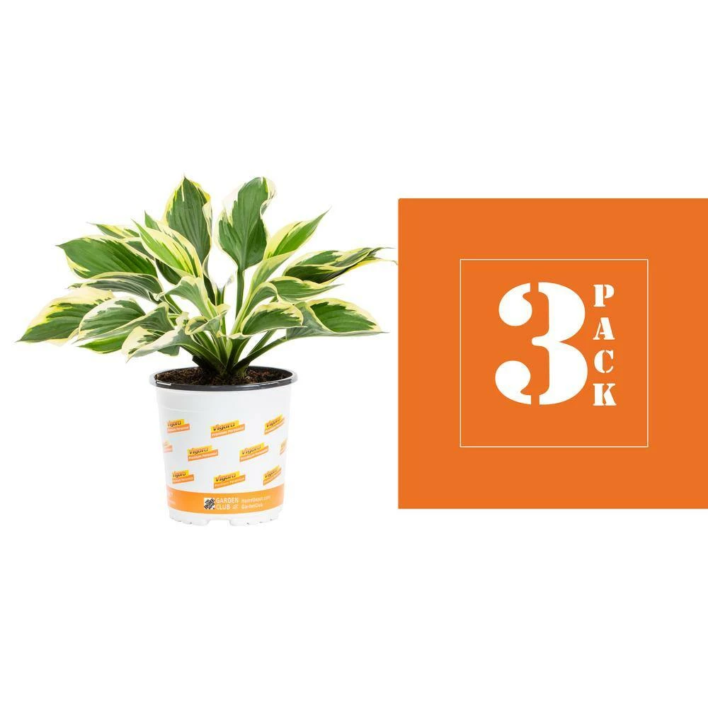 Vigoro 2.5 Qt. Green Variegated Minuteman Hosta Perennial Plant (3-Pack) 5 Vigoro 2.5 Qt. Green Variegated Minuteman Hosta Perennial Plant (3-Pack) - Image 3