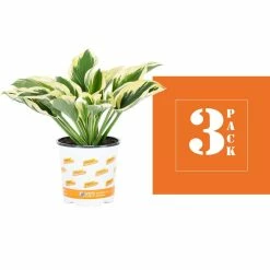 Vigoro 2.5 Qt. Green Variegated Patriot Hosta Perennial Plant (3-Pack) 8 Vigoro 2.5 Qt. Green Variegated Patriot Hosta Perennial Plant (3-Pack) -VIGORO Store vigoro perennials 4035 4f 1000