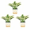 Vigoro 2.5 Qt. Green Variegated Patriot Hosta Perennial Plant (3-Pack) 2 Vigoro 2.5 Qt. Green Variegated Patriot Hosta Perennial Plant (3-Pack) -VIGORO Store vigoro perennials 4035 64 1000