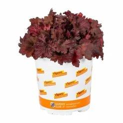 Vigoro 2.5 Qt. Indian Summer Cranberry Heuchera Coral Bells Perennial Plant (3-Pack) 10 Vigoro 2.5 Qt. Indian Summer Cranberry Heuchera Coral Bells Perennial Plant (3-Pack) -VIGORO Store vigoro perennials 4267 4f 1000