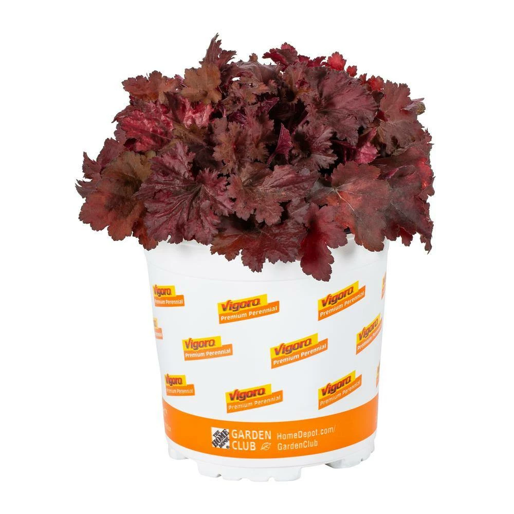 Vigoro 2.5 Qt. Indian Summer Cranberry Heuchera Coral Bells Perennial Plant (3-Pack) 6 Vigoro 2.5 Qt. Indian Summer Cranberry Heuchera Coral Bells Perennial Plant (3-Pack) - Image 4