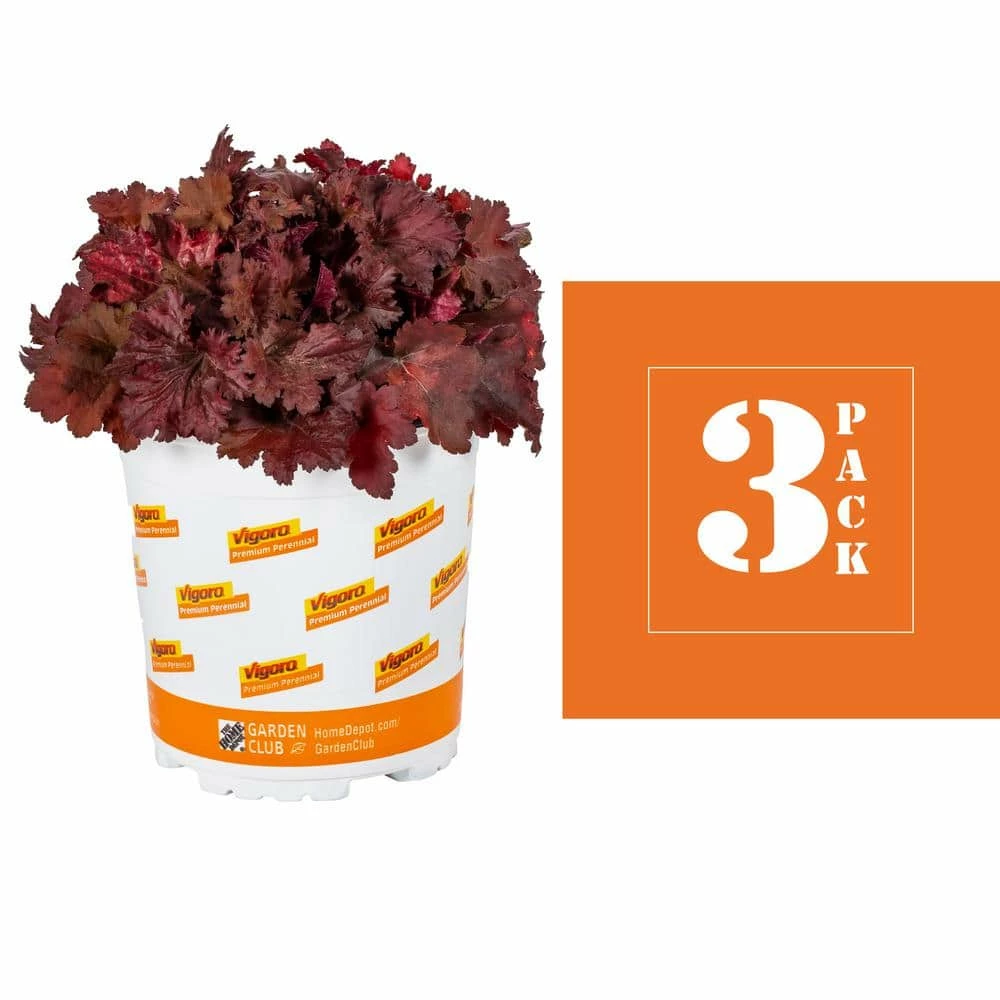 Vigoro 2.5 Qt. Indian Summer Cranberry Heuchera Coral Bells Perennial Plant (3-Pack) 5 Vigoro 2.5 Qt. Indian Summer Cranberry Heuchera Coral Bells Perennial Plant (3-Pack) - Image 3