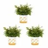 Vigoro 2.5 Qt. Fern Hardy Autumn Perennial Plant (3-Pack) 1 Vigoro 2.5 Qt. Fern Hardy Autumn Perennial Plant (3-Pack) -VIGORO Store vigoro perennials 4542 64 1000