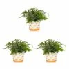 Vigoro 2.5 Qt. Fern Hardy Japanese Painted Perennial Plant (3-Pack) -VIGORO Store vigoro perennials 4543 64 1000