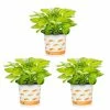 Vigoro 2.5 Qt. Hosta Rainforest Sunrise Perennial Plant (3-Pack) 2 Vigoro 2.5 Qt. Hosta Rainforest Sunrise Perennial Plant (3-Pack) -VIGORO Store vigoro perennials 4550 64 1000