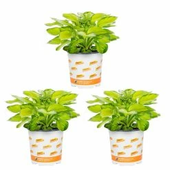 Vigoro 2.5 Qt. Hosta Rainforest Sunrise Perennial Plant (3-Pack)
