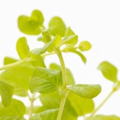 1 Pt. Vigoro Accent Lysimachia Creeping Jenny Green Perennial Plant (6-Pack) 7 1 Pt. Vigoro Accent Lysimachia Creeping Jenny Green Perennial Plant (6-Pack) -VIGORO Store vigoro perennials 5122 4f 1000