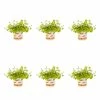 1 Pt. Vigoro Accent Lysimachia Creeping Jenny Green Perennial Plant (6-Pack) 1 1 Pt. Vigoro Accent Lysimachia Creeping Jenny Green Perennial Plant (6-Pack) -VIGORO Store vigoro perennials 5122 64 1000
