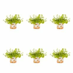 1 Pt. Vigoro Accent Lysimachia Creeping Jenny Green Perennial Plant (6-Pack)