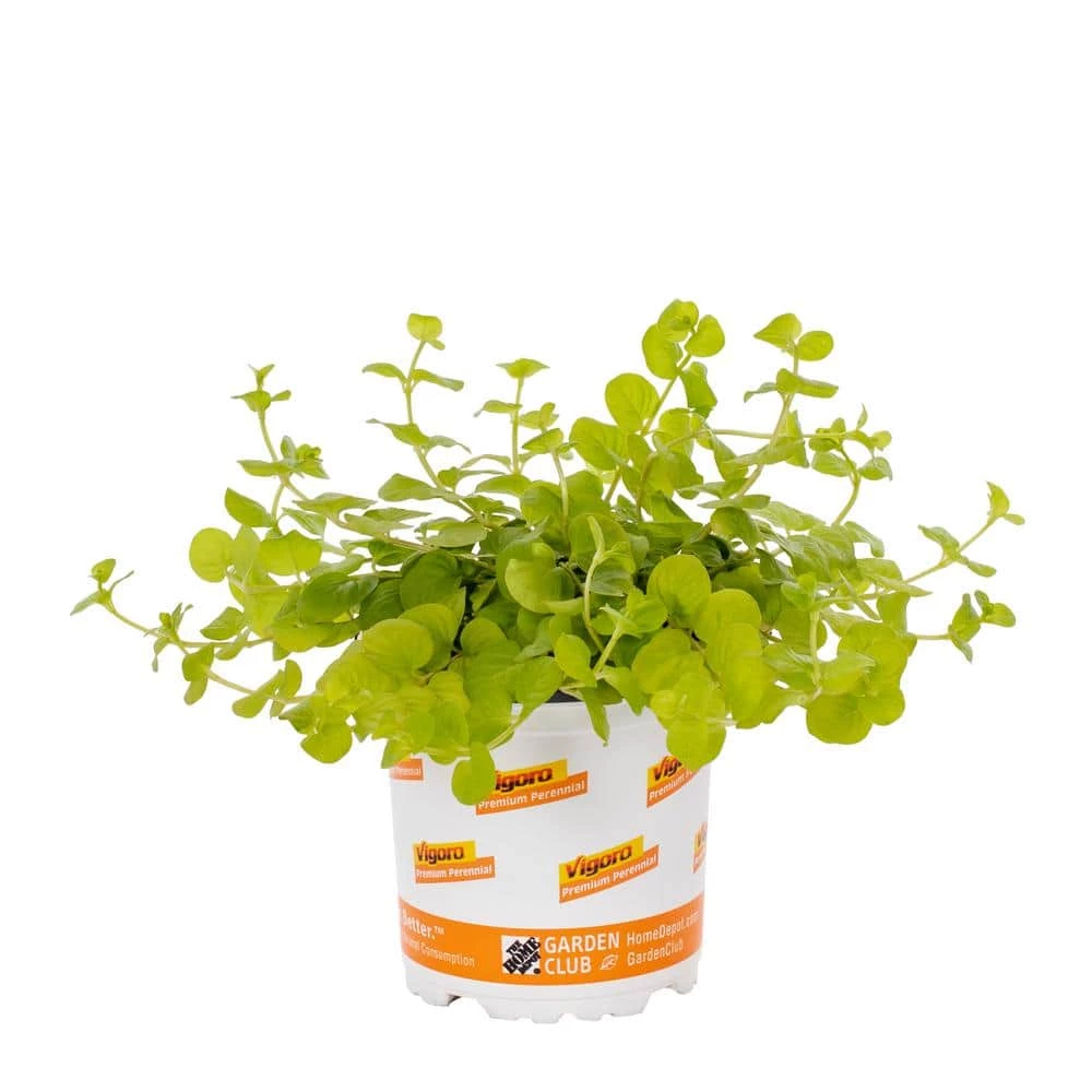 1 Pt. Vigoro Accent Lysimachia Creeping Jenny Green Perennial Plant (6-Pack) 4 1 Pt. Vigoro Accent Lysimachia Creeping Jenny Green Perennial Plant (6-Pack) - Image 2