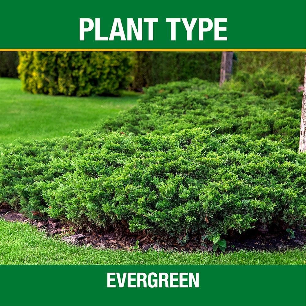 Vigoro 3.5 lb. All Season Tree, Shrub and Evergreen Plant Food (16-4-8) 4 Vigoro 3.5 lb. All Season Tree, Shrub and Evergreen Plant Food (16-4-8) - Image 2