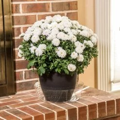 Vigoro 12 in. Plastic Deep Planter Liner 9 Vigoro 12 in. Plastic Deep Planter Liner -VIGORO Store vigoro plant liners dl12vg 1f 1000