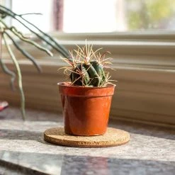 Vigoro 4 in. Cork Mat 9 Vigoro 4 in. Cork Mat -VIGORO Store vigoro planter saucers cm4phbdi 4f 1000