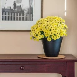 Vigoro 8 in. Cork Mat -VIGORO Store vigoro planter saucers cm8phbdi 1f 1000