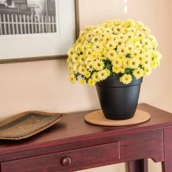 Vigoro 8 in. Cork Mat -VIGORO Store vigoro planter saucers cm8phbdi 4f 1000