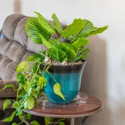 Vigoro 14 in. Plastic Plant Saucer 11 Vigoro 14 in. Plastic Plant Saucer -VIGORO Store vigoro planter saucers vs14vg 44 1000