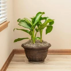 Vigoro 14 in. Plastic Plant Saucer 9 Vigoro 14 in. Plastic Plant Saucer -VIGORO Store vigoro planter saucers vs14vg 4f 1000