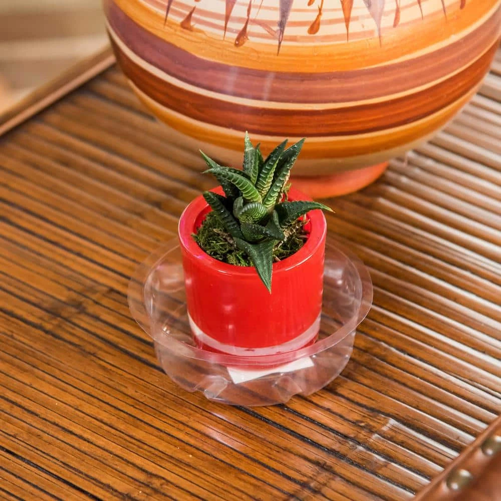 Vigoro 4 in. Plastic Plant Saucer 5 Vigoro 4 in. Plastic Plant Saucer - Image 3