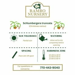 Vigoro 6 in. Christmas Cactus with Red Pot Cover -VIGORO Store vigoro succulents 81826 44 1000