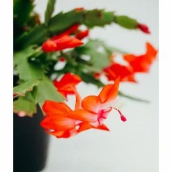 Vigoro 6 in. Christmas Cactus with Red Pot Cover -VIGORO Store vigoro succulents 81826 4f 1000
